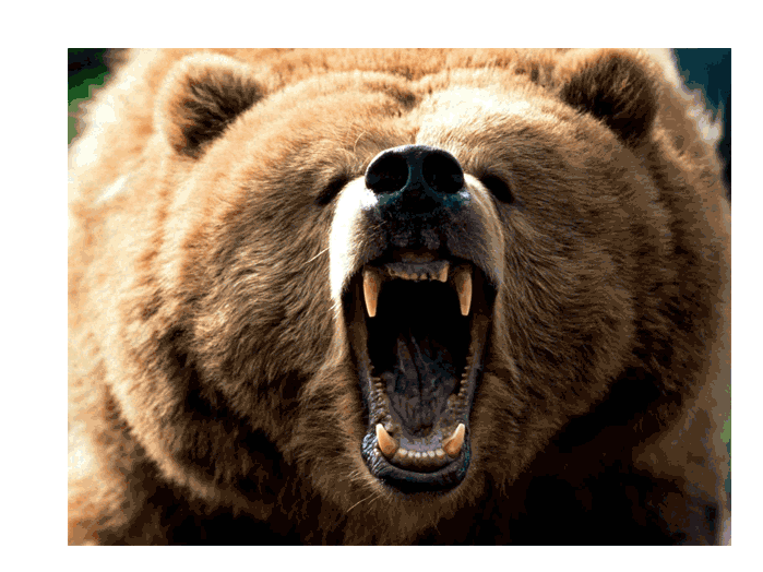 fierce bear growling